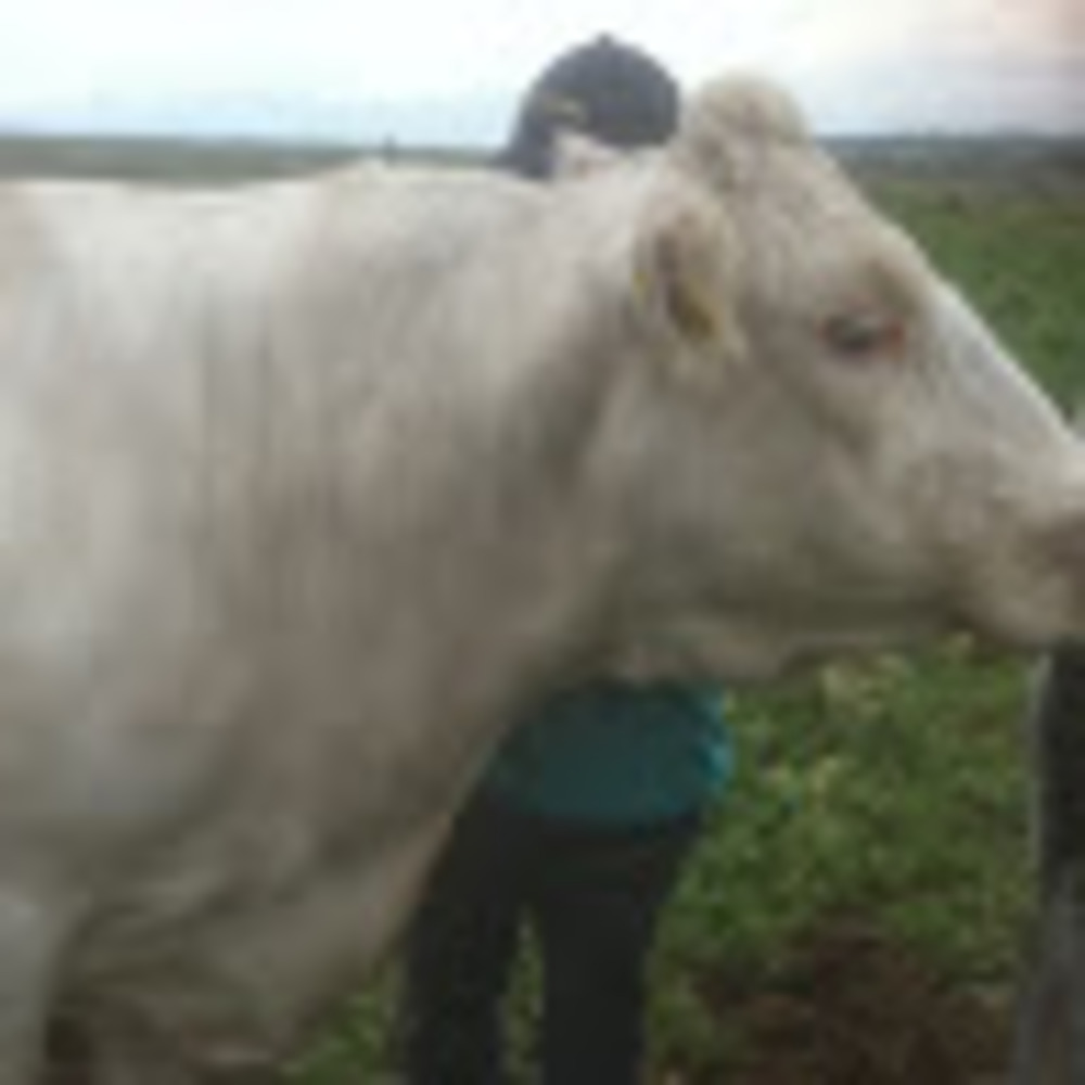 Meet your Posher, Adelle